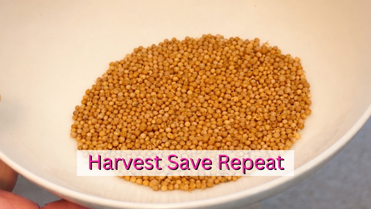 Life Got Busy… But The Garden Keeps Going 🌿🌻|Saving First Generation Seeds 🌰✉️