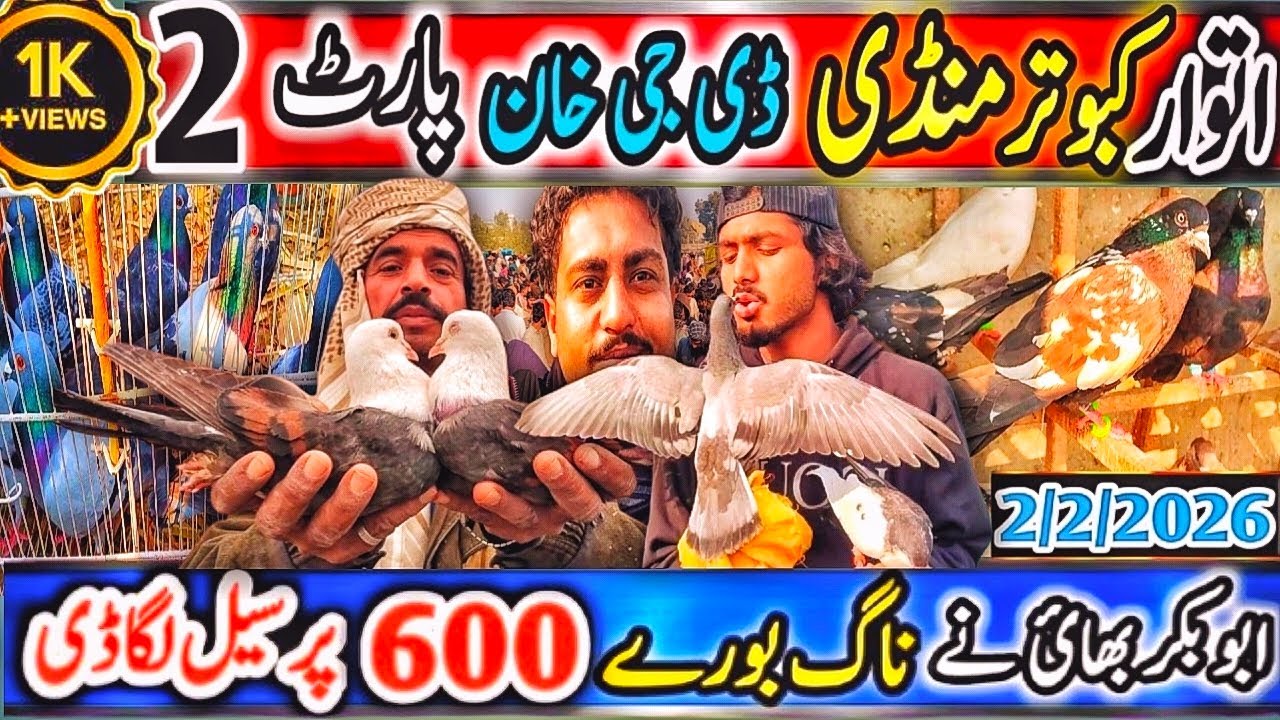 Kabootar Mandi | DGKhan Latest Update Abubakar Bhi Ny 600 Rupay Par Sell Lga Di Naag Bhuray SpeciaL 