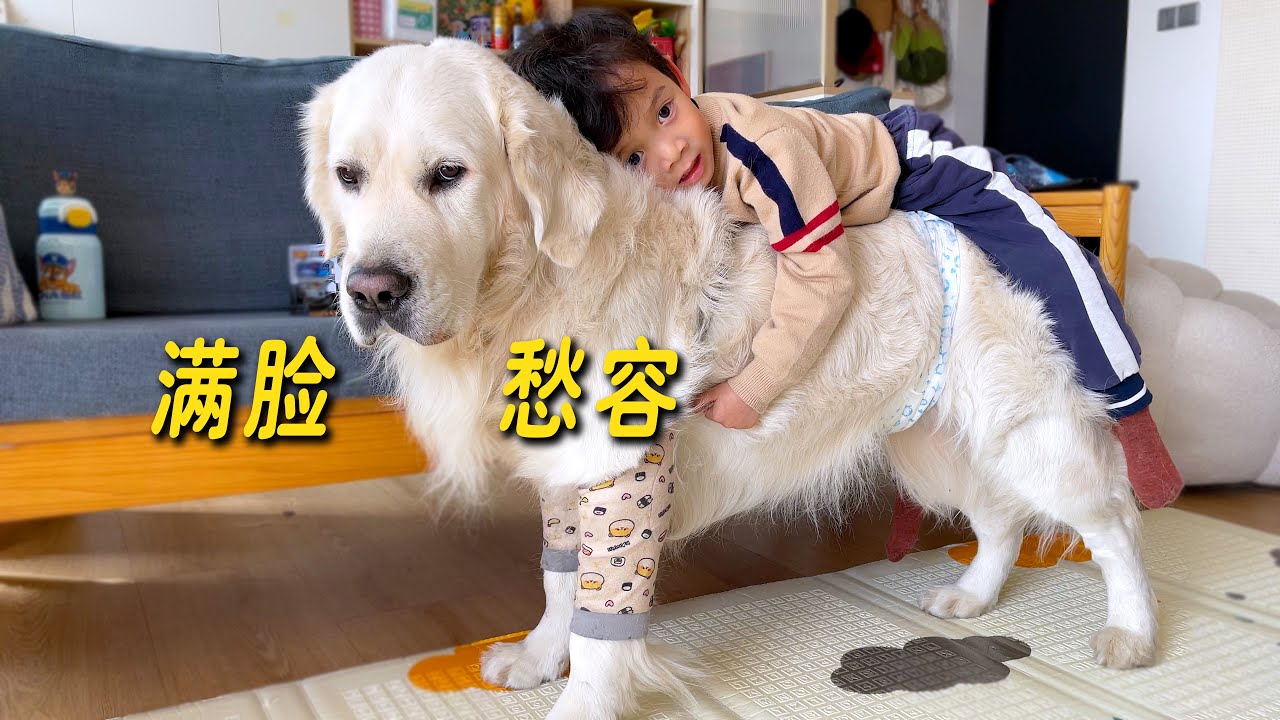 狗：建议取消周末