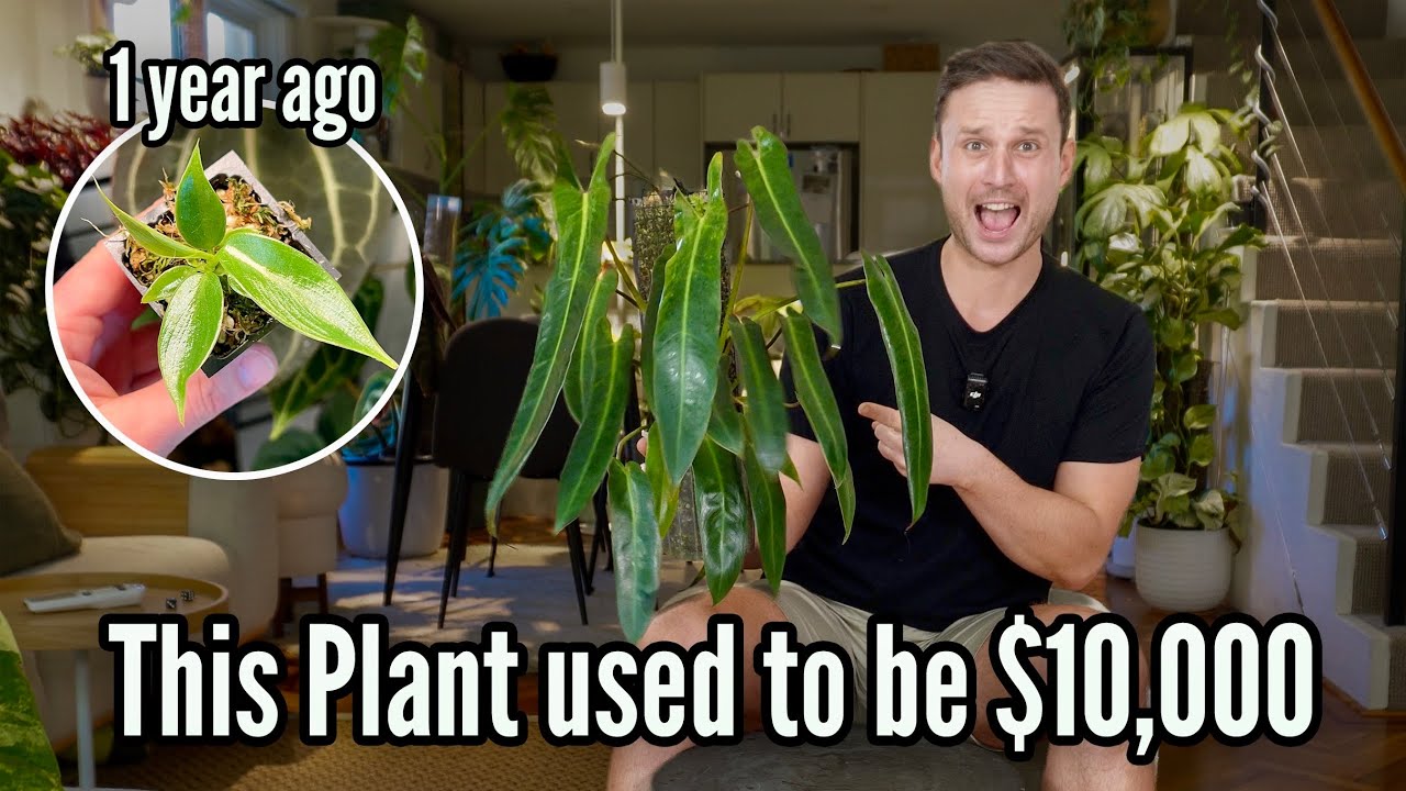 Philodendron Spiritus Sancti - One Year of Growth Updates & Tips