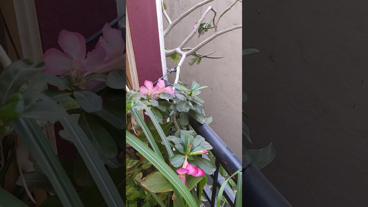 Adenium plant 10years old adenium plant. #HarshaVanam #organicgardener