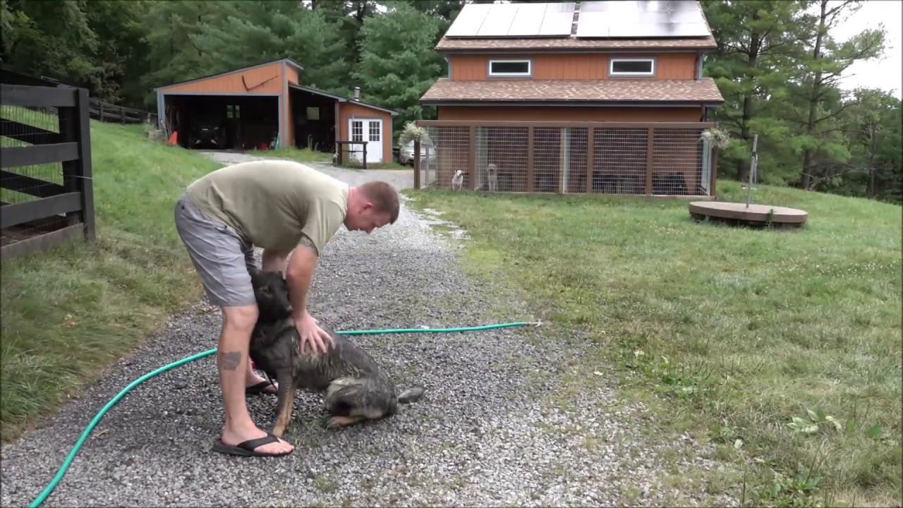 Dog Trainer Life - typical day as a dog trainer!