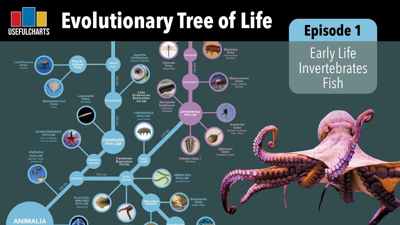 Evolutionary Tree of Life | Episode 1 - Early Life, Invertebrates & Fish