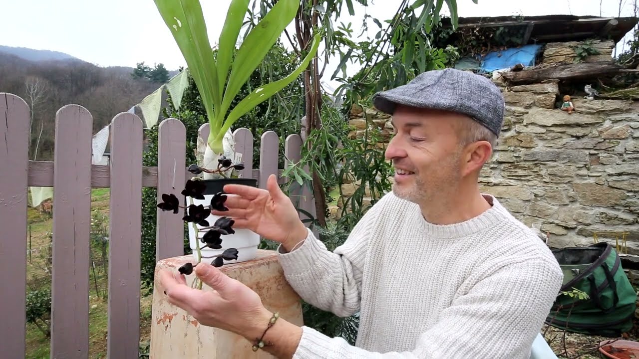L'Orchidea nera - Fredclarkeara After dark