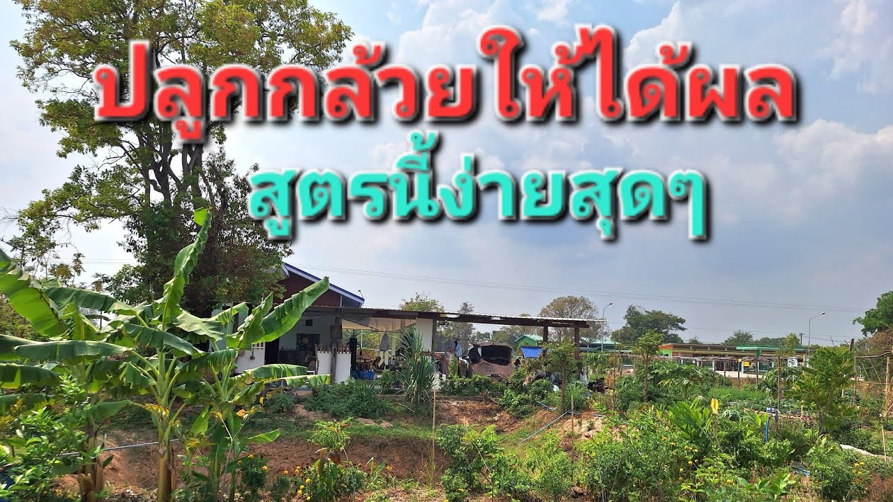 ปลูกกล้วย แบบง่ายสุดๆฝีมือคุณยายวัย75
