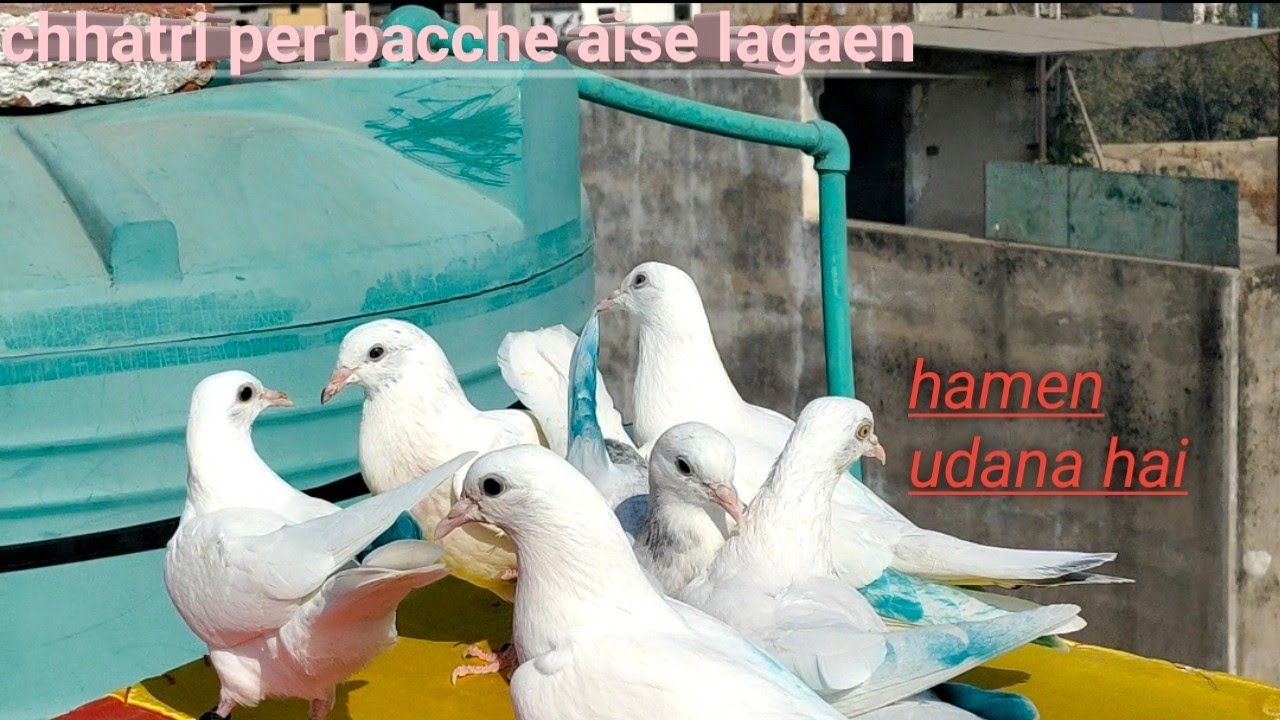 chhatri per bacche kaise lagaen (how to trained baby pigeon) 8178135040,