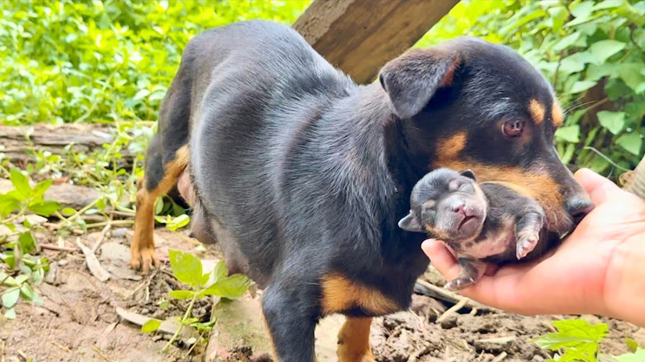 Собака тихо поселилась у нас с щенками — и дальше произошло нечто невероятное! 🐶🐕👍😘😘😘