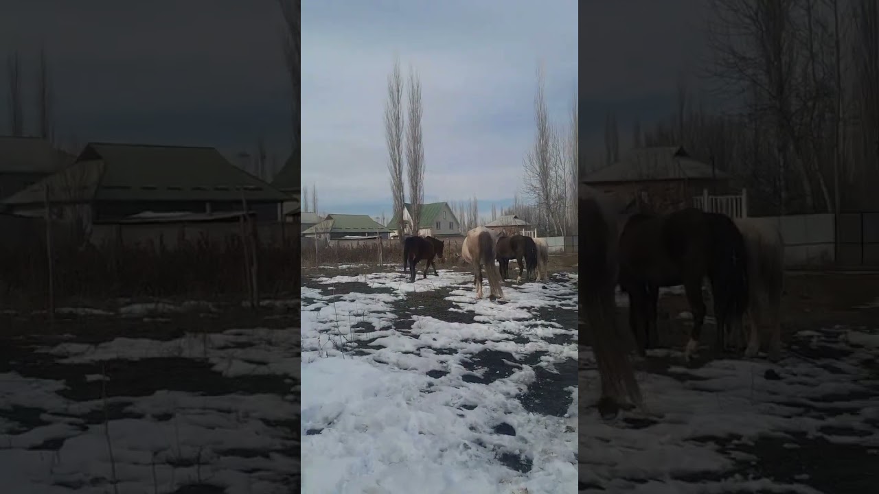 ))) #fakebody #rek #dancer #tiktok #horse #reallife #animals