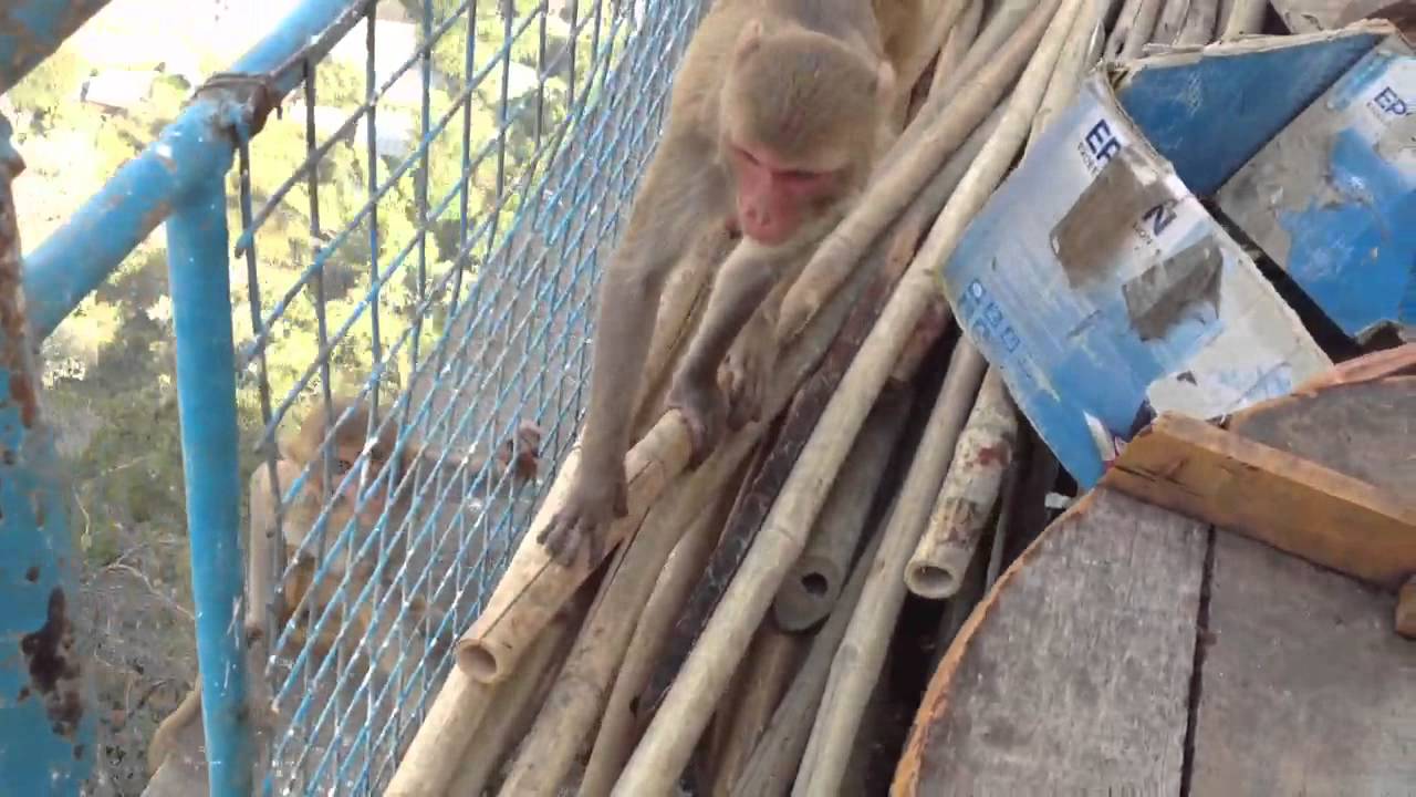 Mt Popa Monkeys