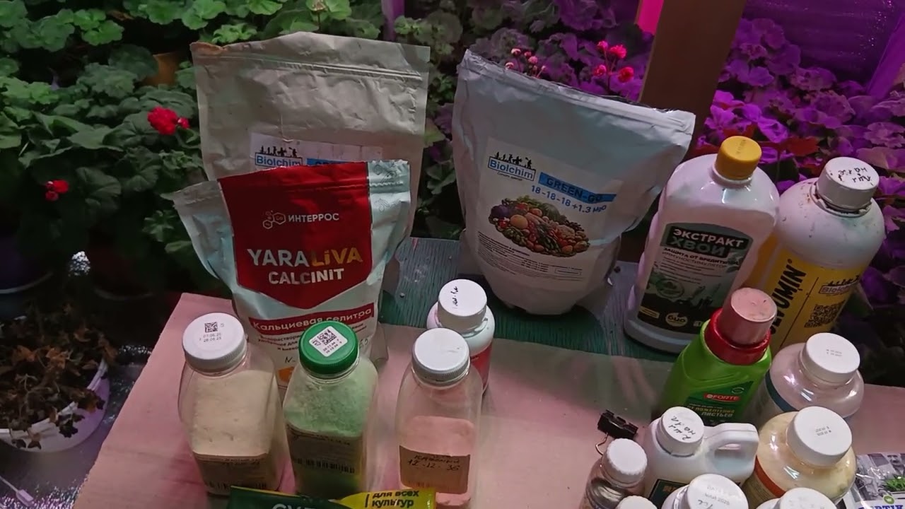 Пеларгония/про удобрения 🌺🌺🌺