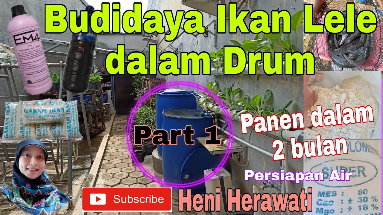 Budidaya Ikan Lele Dalam Drum || Panen dalam 2 Bulan || Persiapan Air || Part 1
