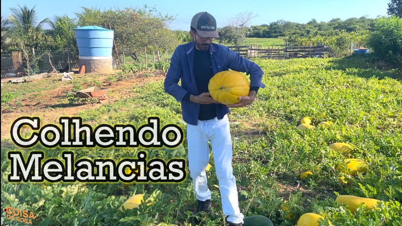 Melancia diferente, de casca amarela
