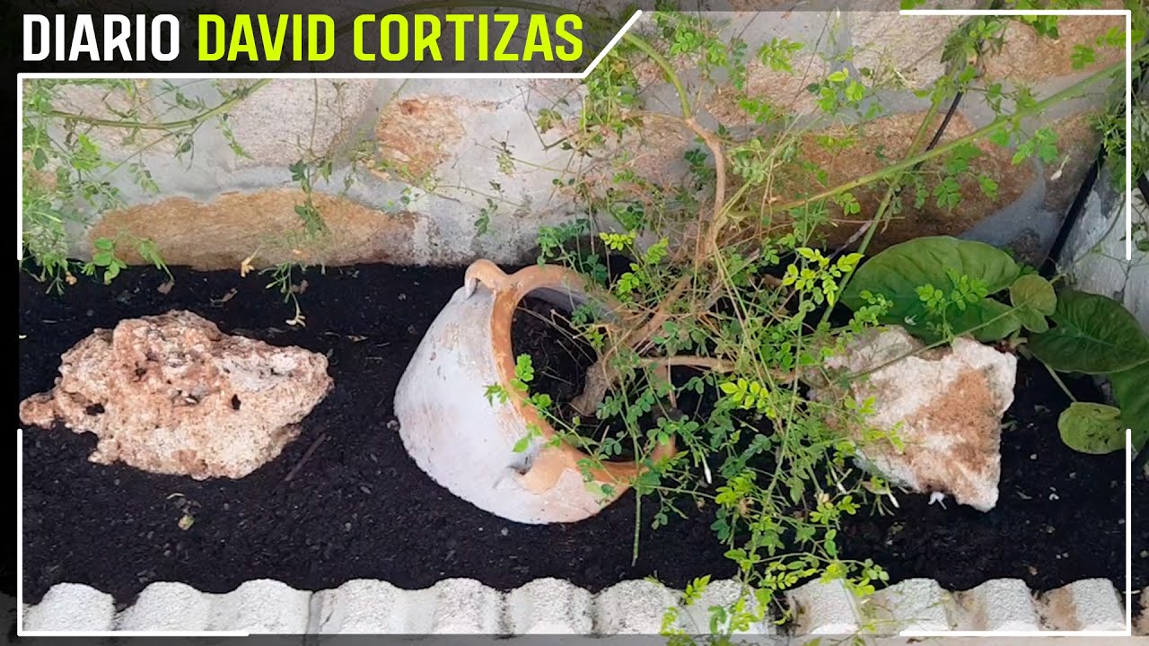 Nuevo Rinc&oacute;n con plantas y rocas - David Cortizas Diario - 18/8/25