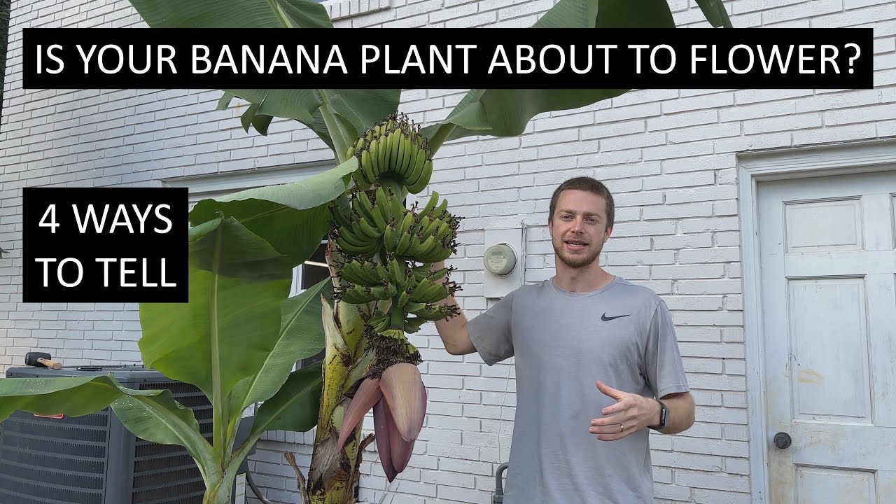 4 Ways to Tell Your Banana Plant is about to Fruit / Flower
