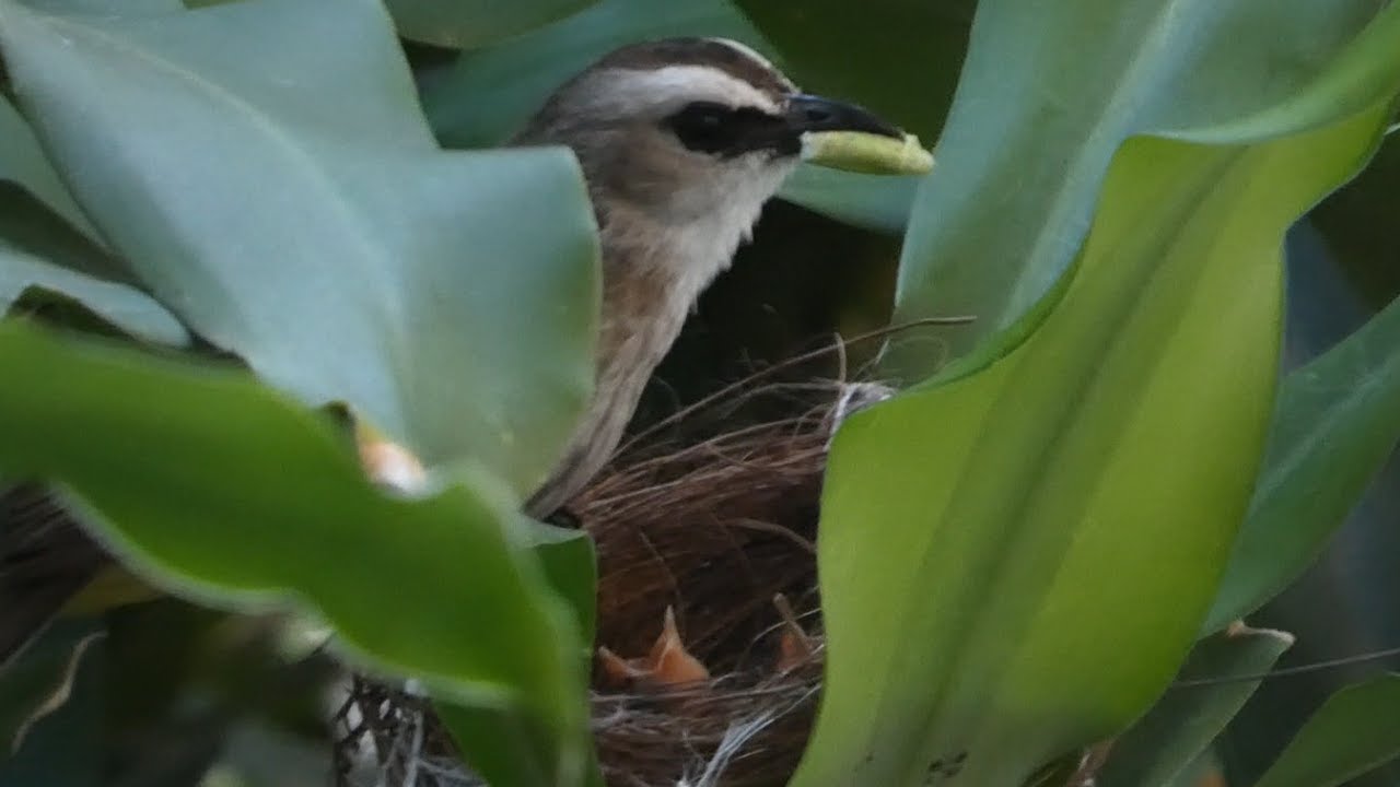 Yellow-vented bulbul bird busy feeding its two hungry chicks. Birds of Indonesia.