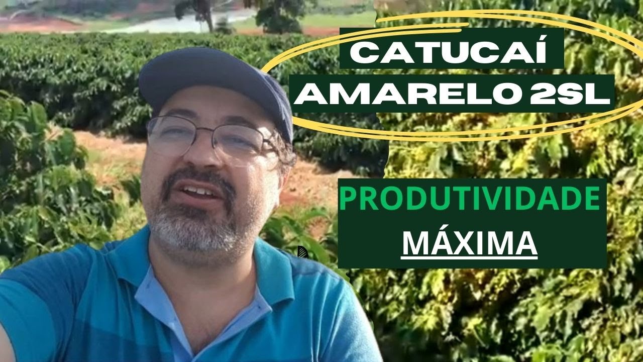 Caf&eacute; Catuca&iacute; Amarelo 2SL: Segredos Infal&iacute;veis Para Aumentar Sua Produtividade
