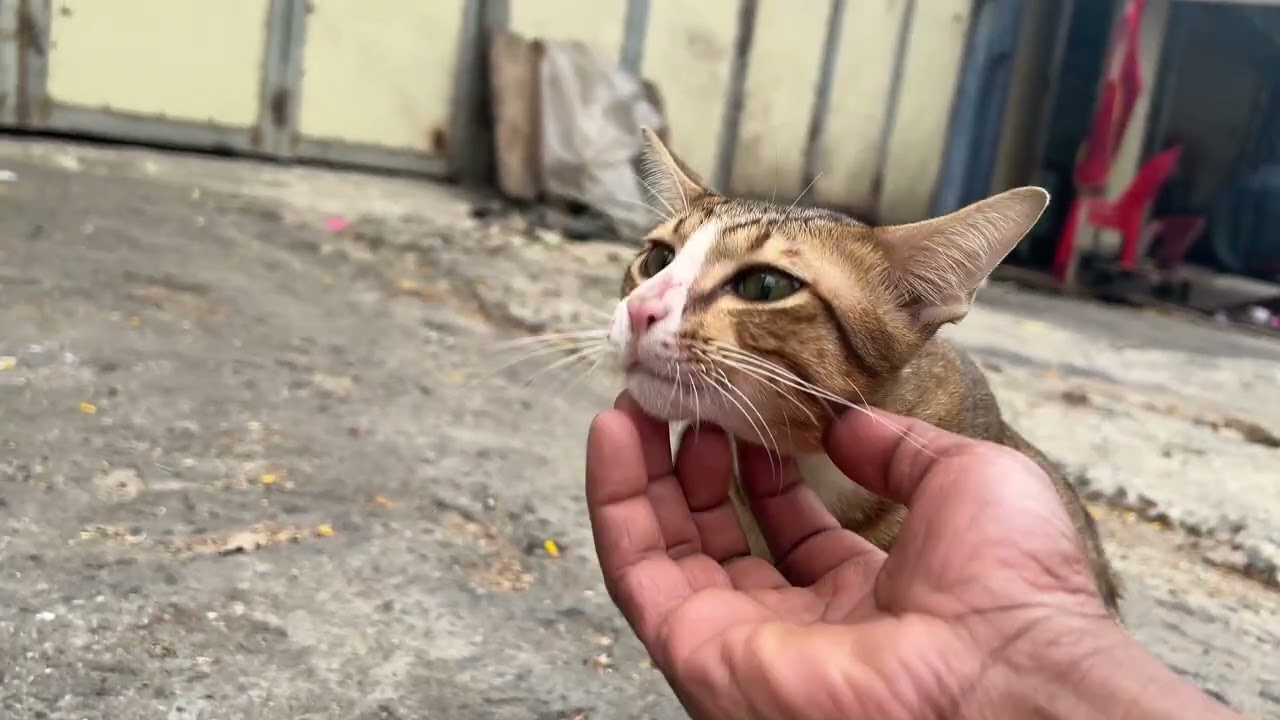 My lovely cat  The kitten is lying on the sidewalk Pity the little kittens