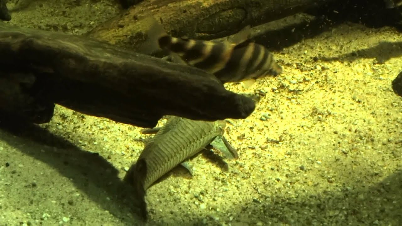 Callichthys