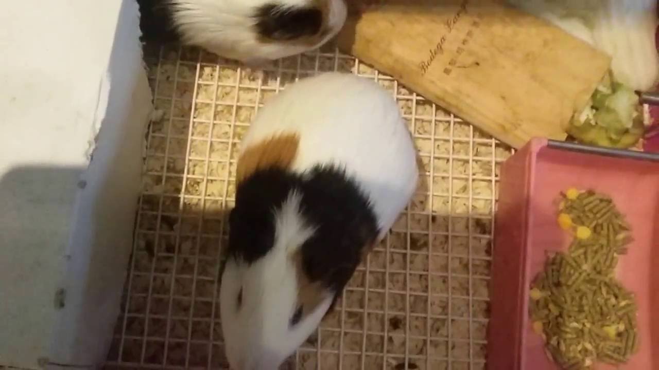 cochons d'indes : cri et roucoulement