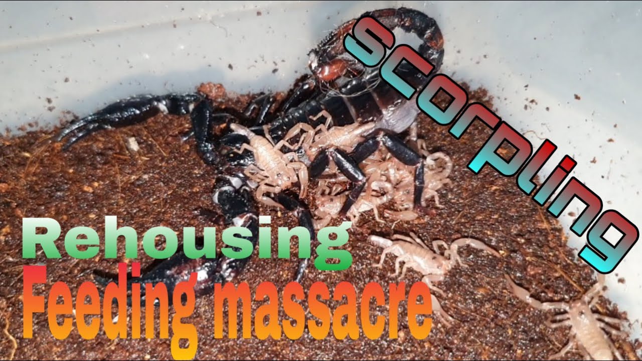 Asian forest scorpion scorpling rehousing and feeding (heterometrus longimanus)