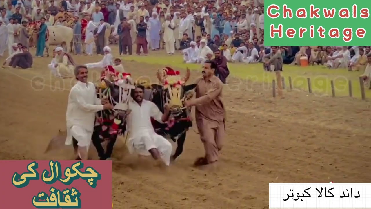 Dand kala kabutar jalsa bhaun#chakwaljalsa #karah #chakwal #داند کالا کبوتر جلسہ بھون 2023