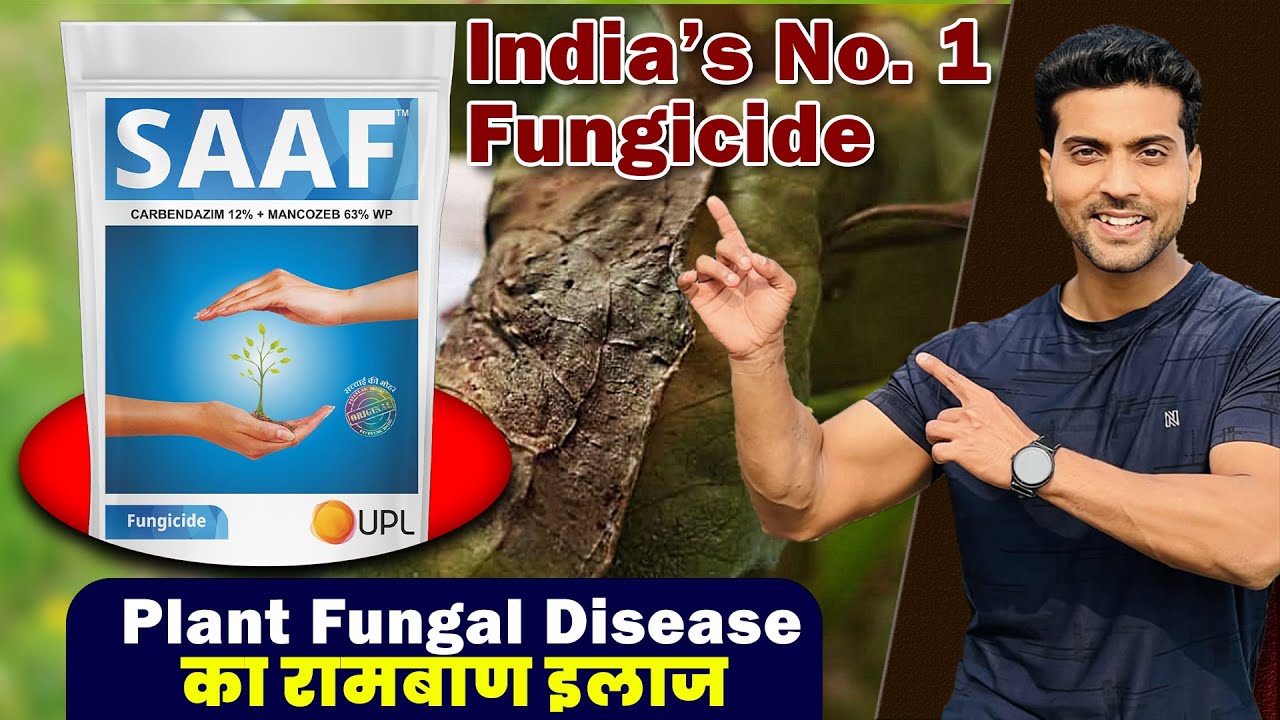 एक बार डालो, फंगस गायब! | SAAF Fungicide Complete Guide