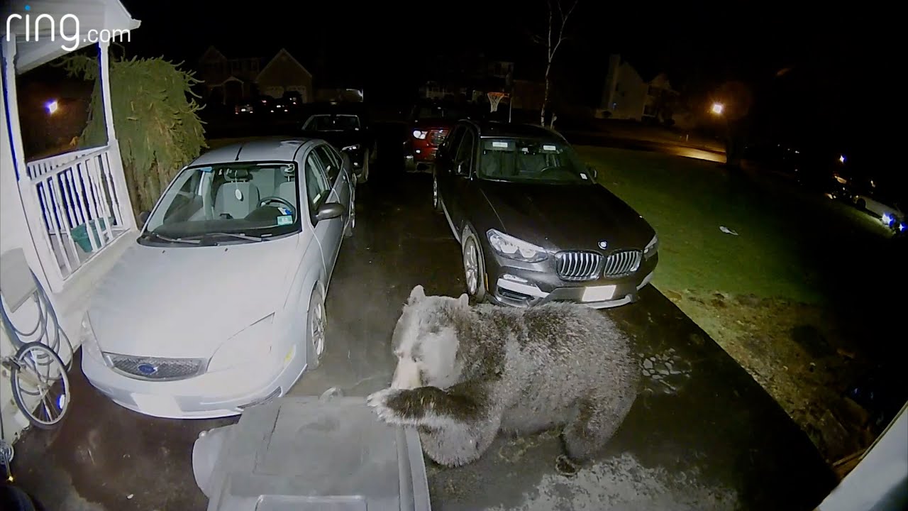 Enormous Bear Isn&rsquo;t Impressed With What He Finds In These Trash Cans | Ring TV