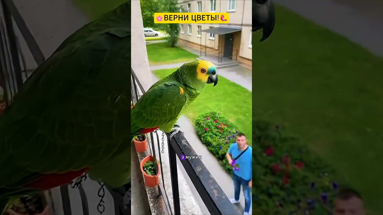 Злой попугай против романтика!🦜🌸 #юмор #viral #гоша #funny #тренды #смех #parrot