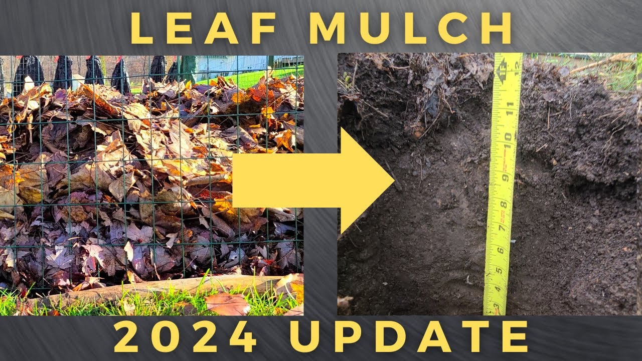 5 years of leaf mulch......