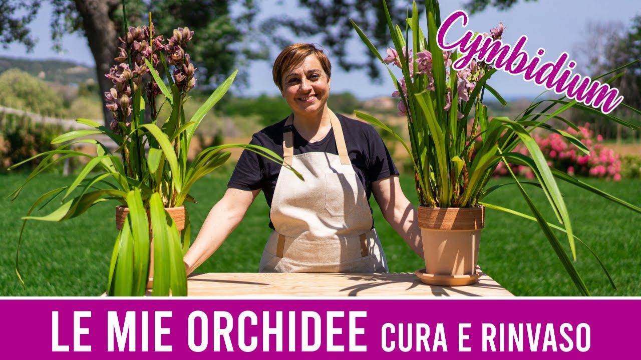 🌺 Le mie Orchidee Cymbidium 🌺 Come le curo e le rinvaso - Fatto in Casa da Benedetta