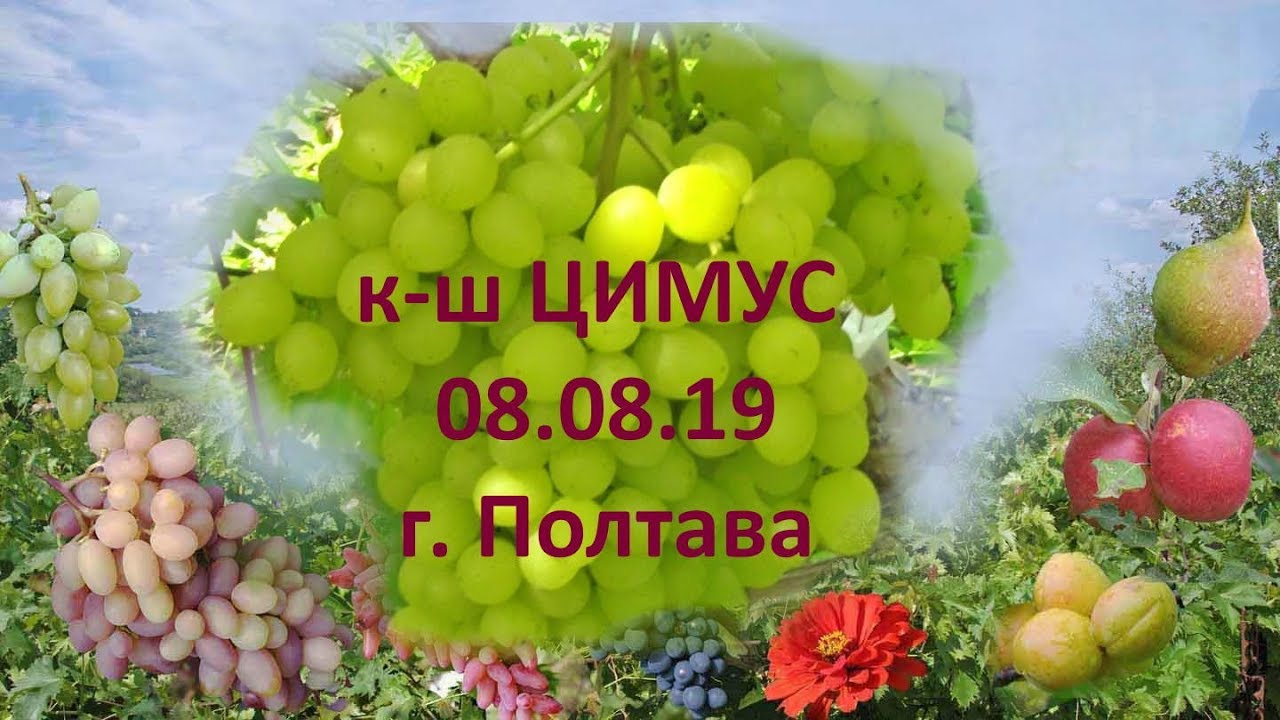 @Виноград 2019  Виноград Цимус  Отзыв о новом винограде