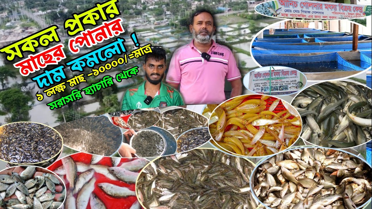 মাছের চারাপোনার পাইকারি দাম কত?হ্যাচারী থেকে সকল প্রকার মাছের পোনার দাম দর তুলে ধরা হলো। যশোর চাচড়া।
