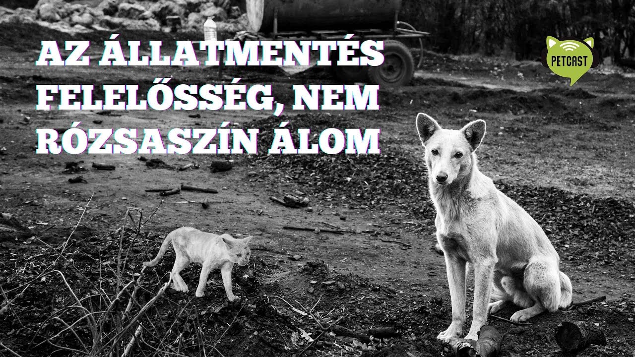 Az állatvédelem nem rózsaszín álomvilág - Schneider Kinga a Petcastban