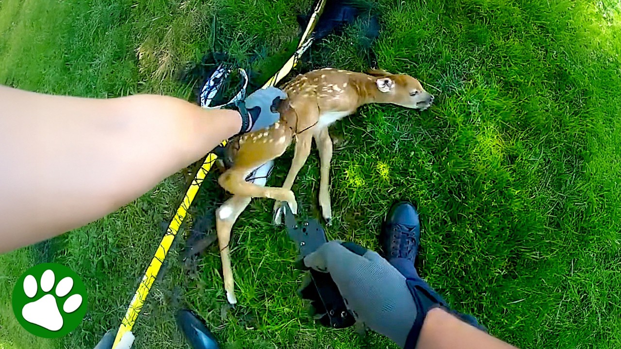 Officer helps baby deer reunite with its mother 🙏❤️