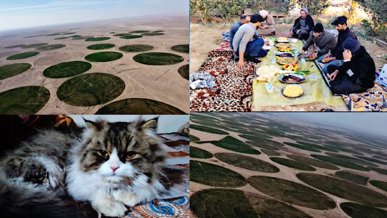 بقينه يومين في مزارع بادية السماوه (الجزء الاول)  