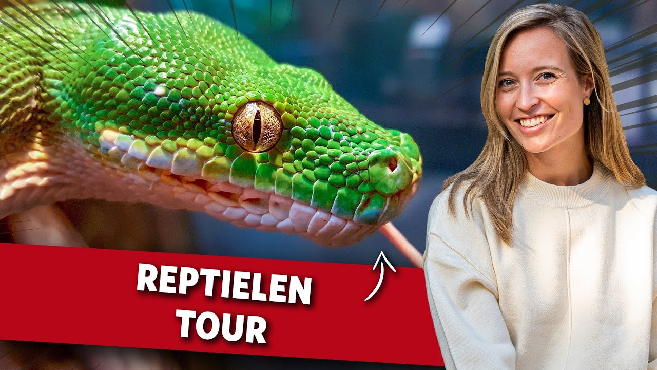 Bijna alle reptielen van Burgers’ Zoo | Videoranger
