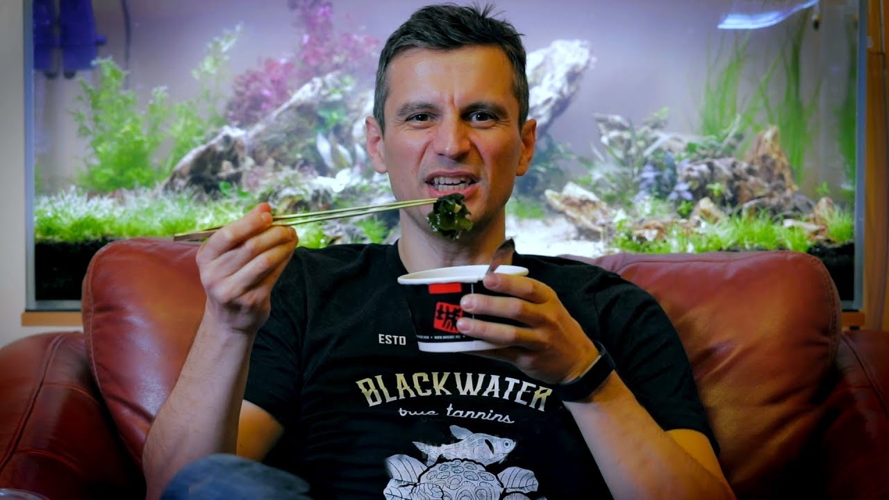 AQUARIUM ALGAE GUIDE - HOW TO FIX ALGAE ISSUES AND WHAT CAUSES ALGAE BLOOM