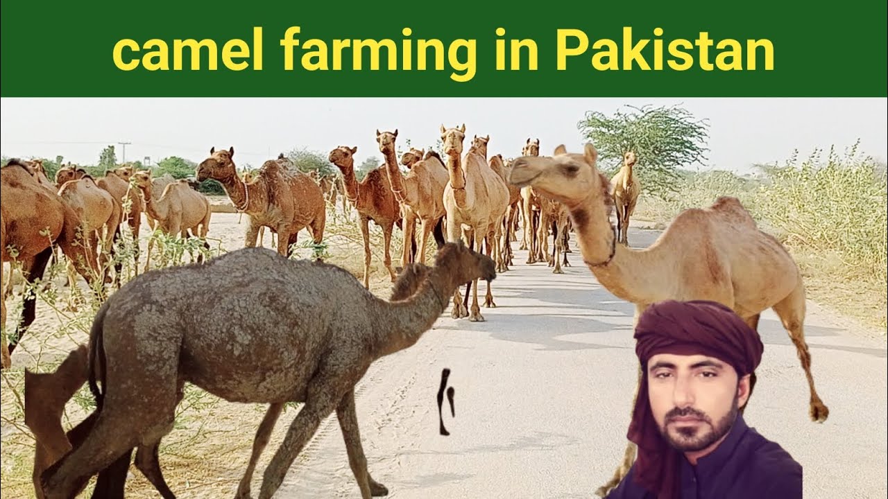 Camel Farming In Pakistan l Camel Farm 