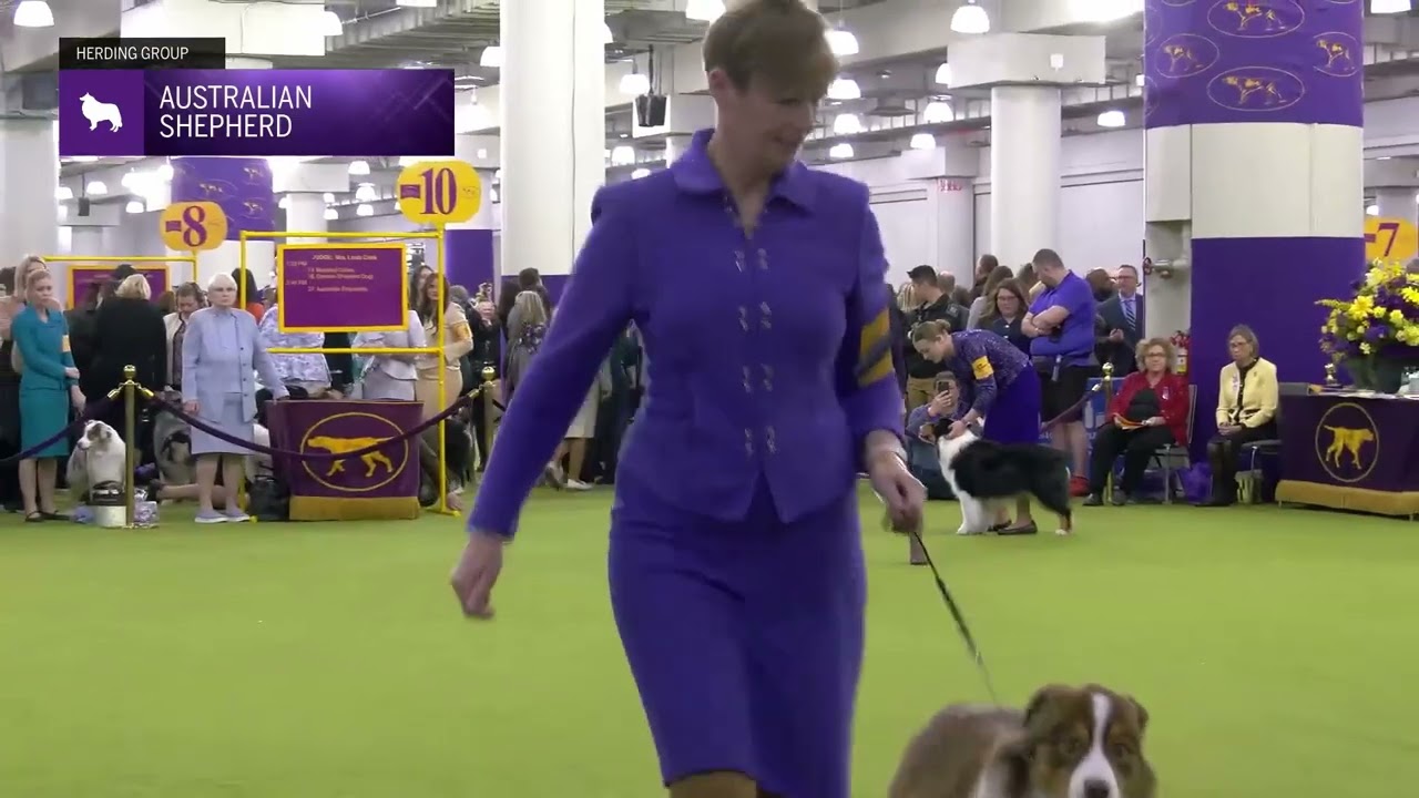 Australian Shepherd | Breed Judging 2025