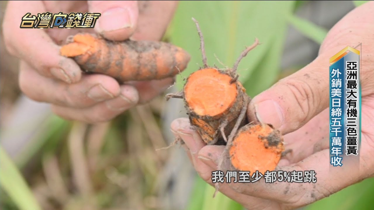 亞洲最大有機三色薑黃 外銷美日締五千萬年收20211113【台灣向錢衝】PART3