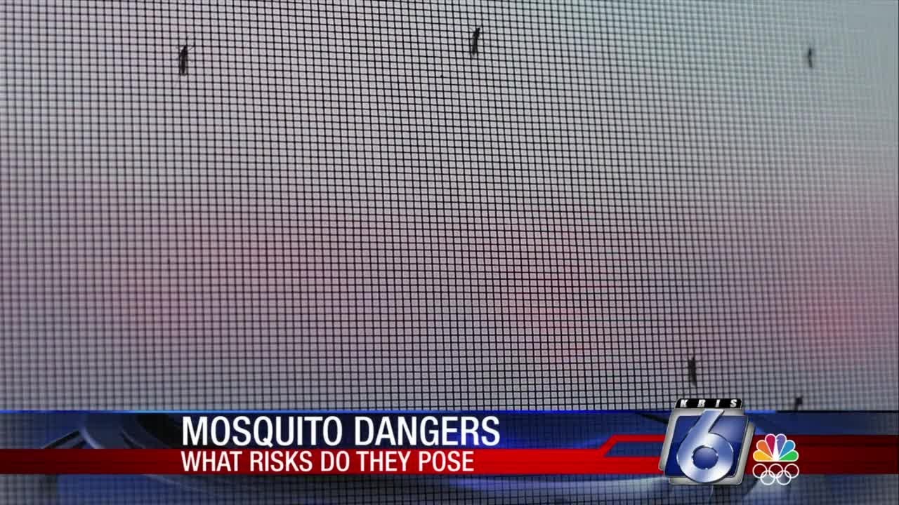 Mosquito dangers: What are their risks