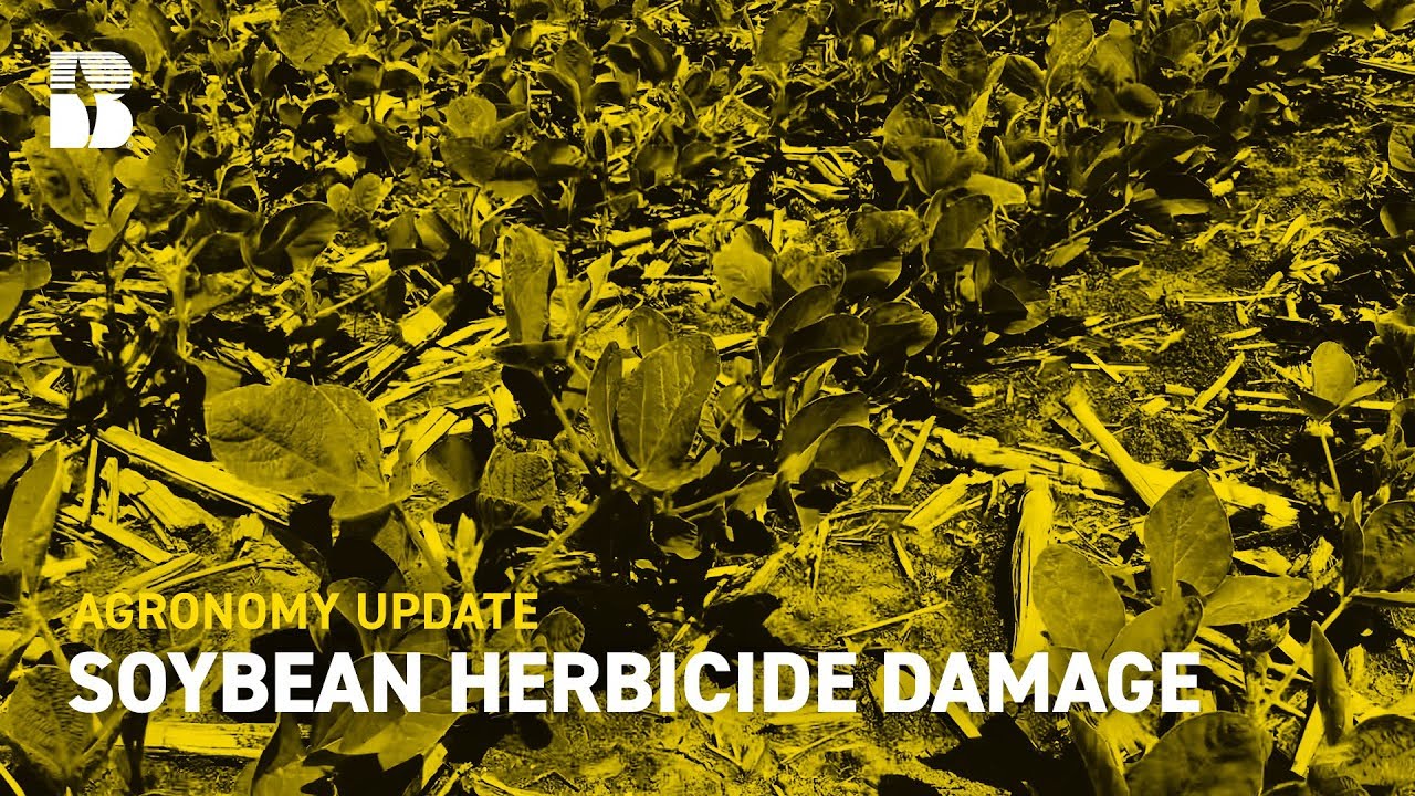 Soybean Herbicide Damage I Beck's Agronomy Update