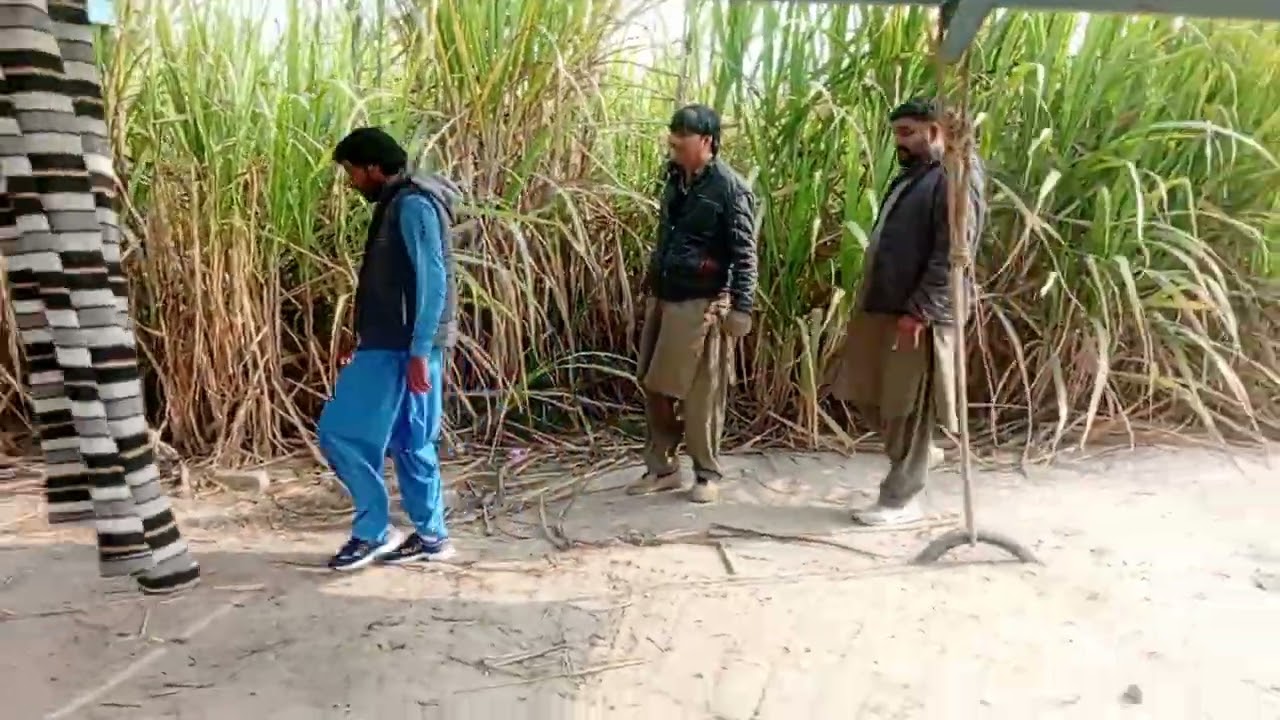 #dev.& cane team at farm of a progressive grower Muhammad Din Khan Gopang Sb.for seed select J16-639