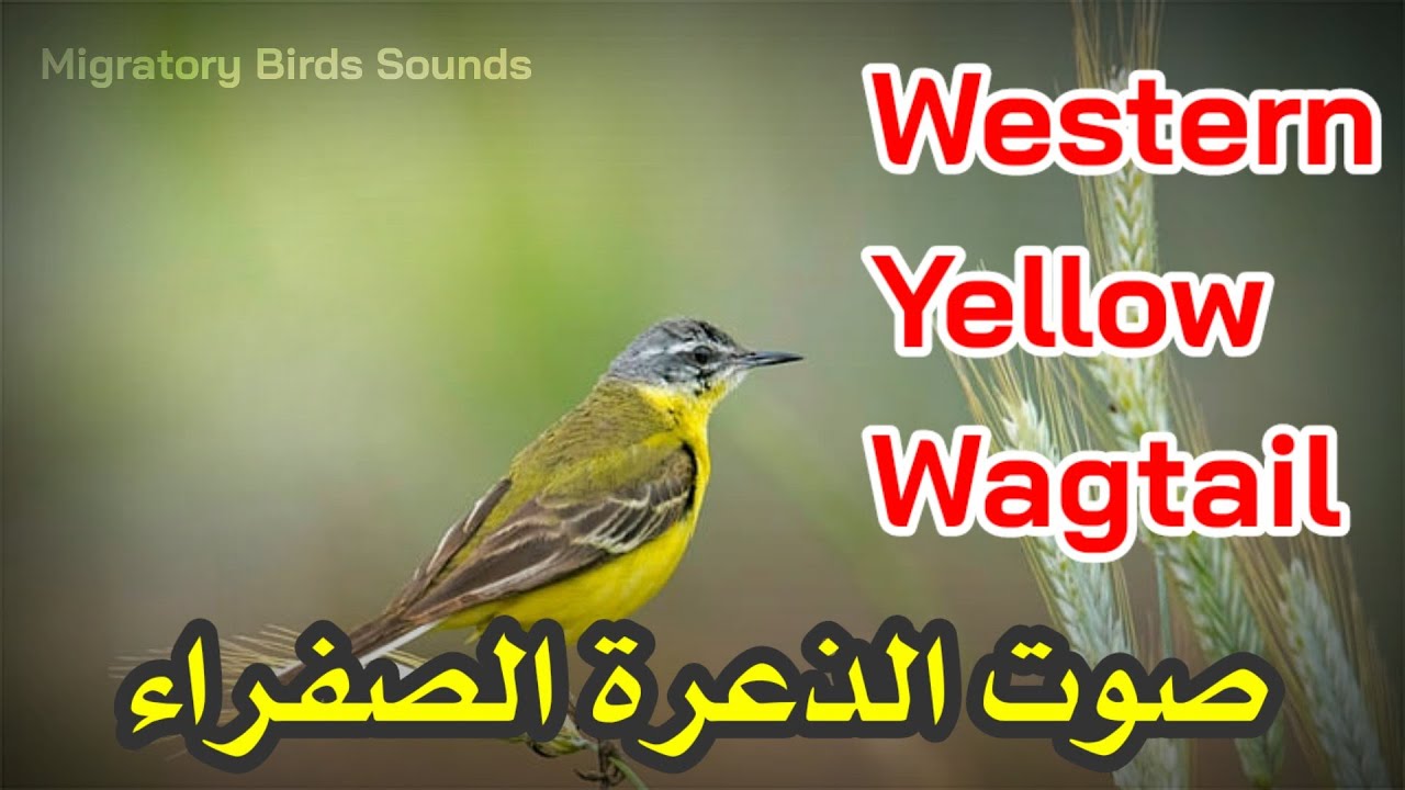 صوت الذعرة الصفراء(أبوفصادة صفراء)| Western Yellow Wagtail Sound