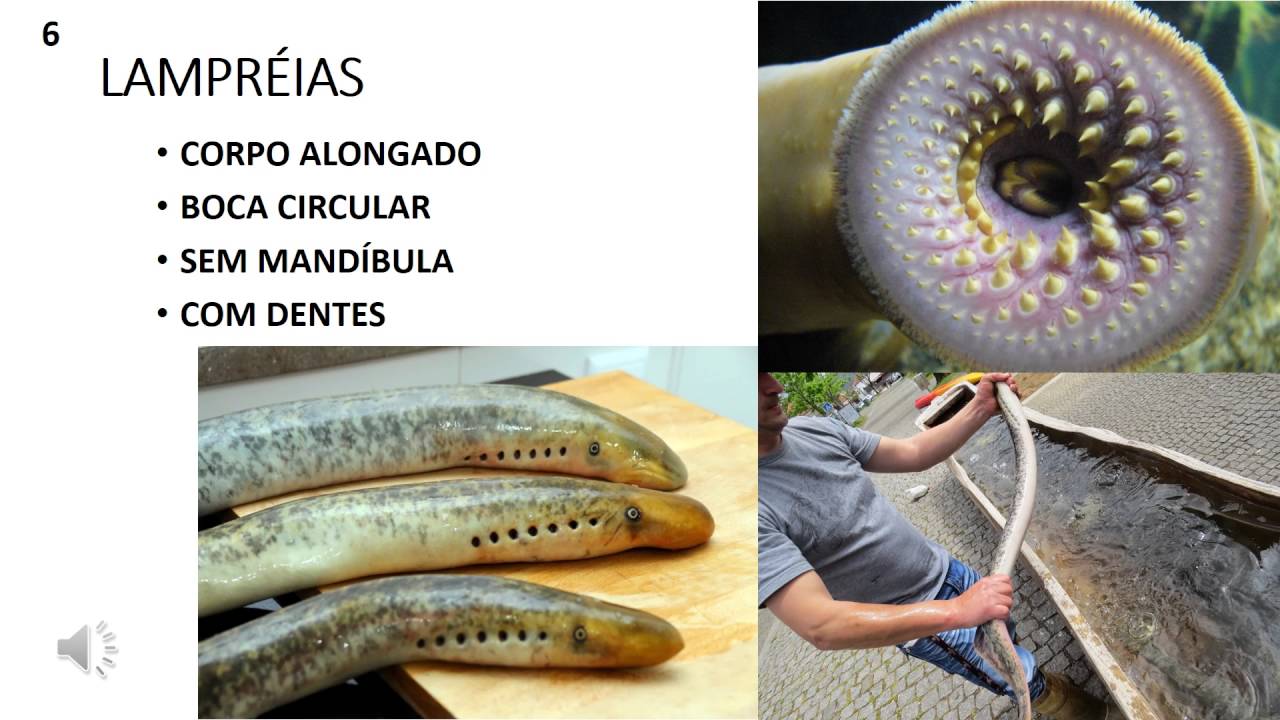 Agnatos