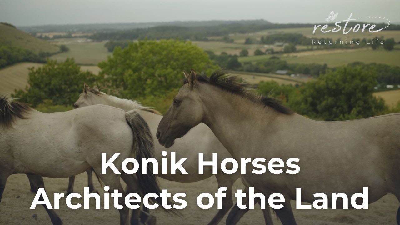 Konik Horses: Architects of the Land