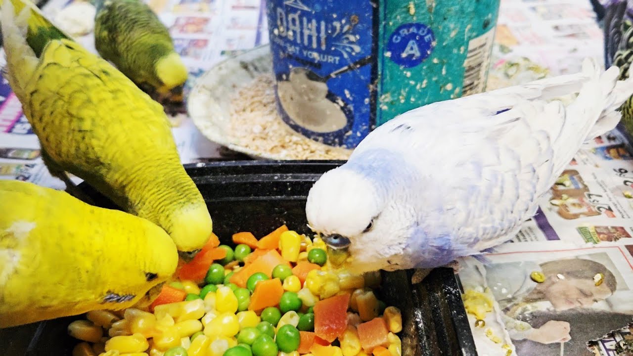 English budgies | What do budgies eat