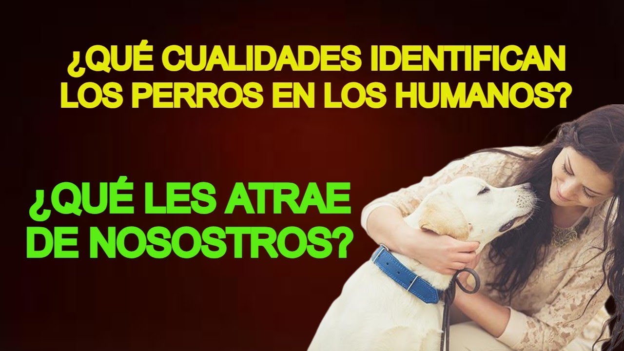LOS SECRETOS DE LA AMISTAD ENTRE PERROS Y HUMANOS, ¿QUÉ LES ATRAE  DE NOSOTROS? #mascotas #perros