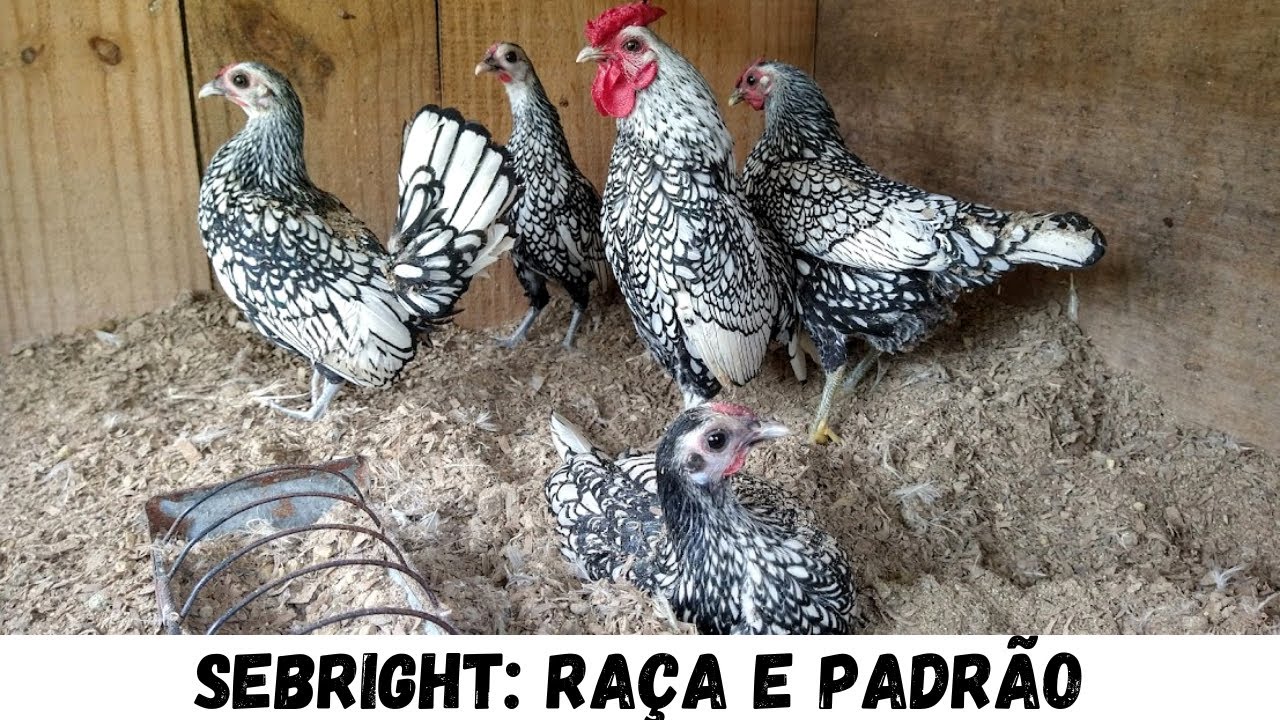 Toda a nossa criação de sebright (prata, dourada, lémon) | Coração Campeiro
