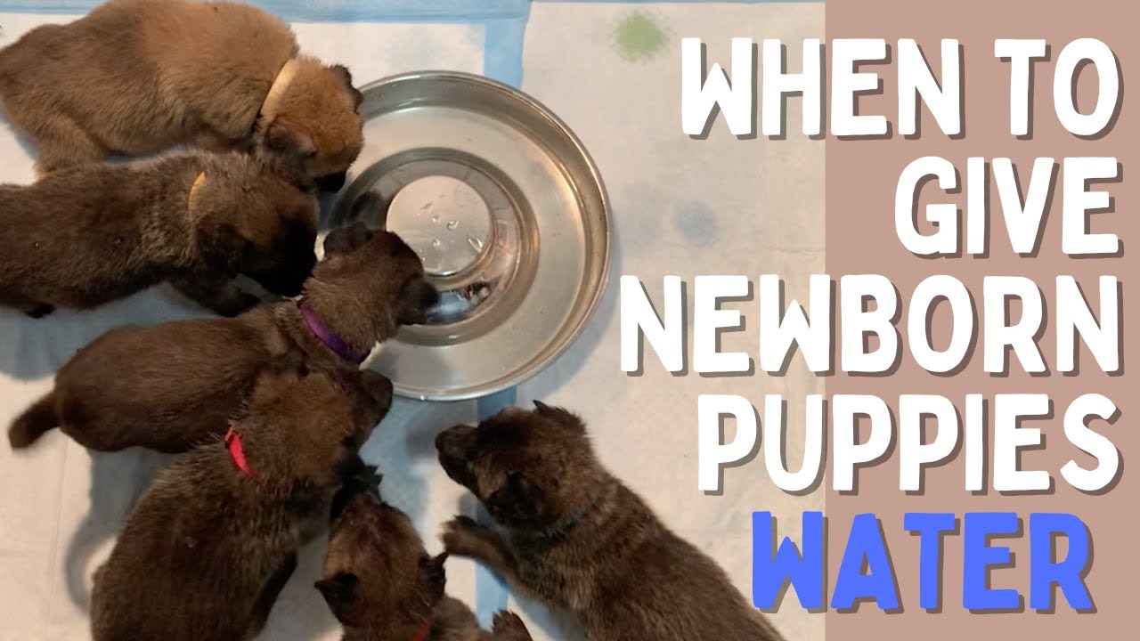 When Should I Give My Newborn Puppy Water?